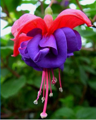 fuchsia apache