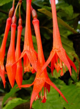Fuchsia Butterfly Dance