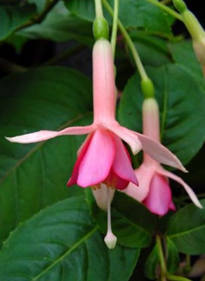 Fuchsia Bloemfontein