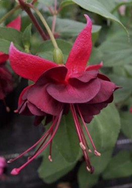 Fuchsia Breevis Karna