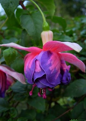 Fuchsia Brookwood Joy
