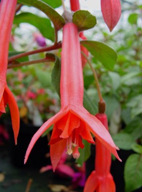 Fuchsia Brian C.Morrison