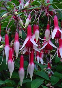 Fuchsia Checkerboard