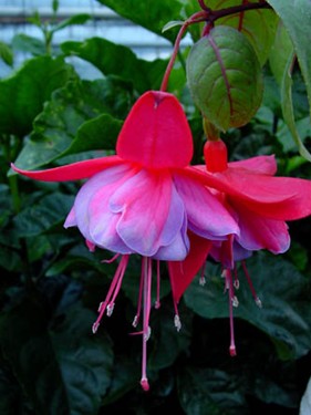 Fuchsia Can Can