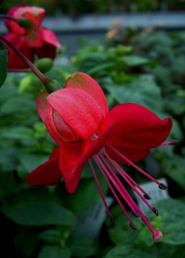 Fuchsia Heri Trevally