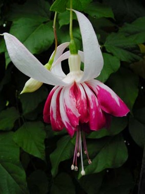 Fuchsia Circus Spangles