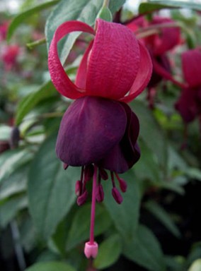 Fuchsia Comperen Krekel