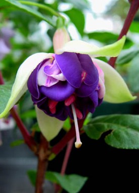 Fuchsia Darreen Dawn
