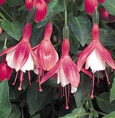 Fuchsia lady thumb