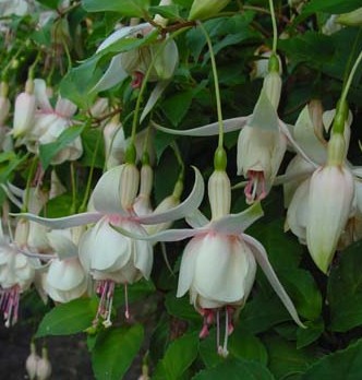 Fuchsia annabel