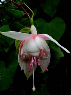 Fuchsia Arctic Star