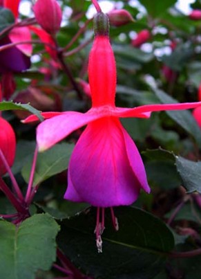 Fuchsia Beacon