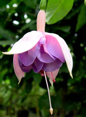 Fuchsia Beauty of Meise